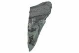 Partial Fossil Megalodon Tooth - Serrated Edge #277427-1